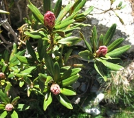 Rhododendron ferrugineum L., Rododendro, Azalea de montaña