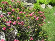 Rhododendron ferrugineum L., Rododendro 3