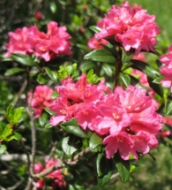 Rhododendron ferrugineum L., Rododendro 4