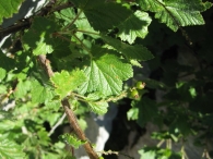 Ribes petraeum Wulfen, Grosellero de rocas. 5