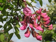 Robinia pseudoacacia L.'Casque Rouge', Robinia rosa, Falsa acacia rosa