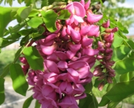 Robinia pseudoacacia L.'Casque Rouge', Robinia rosa, Falsa acacia rosa 3