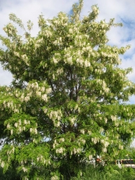Robinia pseudoacacia L., Robinia, Falsa acacia, Acacia blanca, Acacia bastarda 7