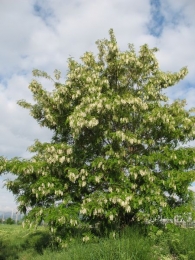 Robinia pseudoacacia L., Robinia, Falsa acacia, Acacia blanca, Acacia bastarda 8