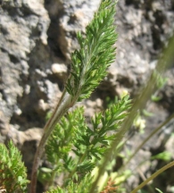 Roemeria hybrida (L.) DC., Roemeria violacea Medik. 5