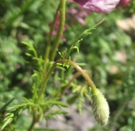 Roemeria hybrida (L.) DC., Roemeria violacea Medik. 2