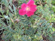 Rosa pendulina L., Rosal alpino