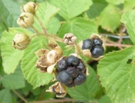 Rubus caesius L., Parrilla, Mora de paloma, Zarza macho, Zarza terre�a