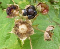 Rubus caesius L., Parrilla, Mora de paloma, Zarza macho, Zarza terreña 2