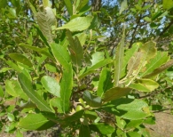Salix atrocinerea Brot., Sauce ceniciento, Salguera.