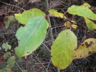 Salix caprea L., Sauce cabruno, Ahuntz- sahatsa 3