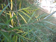 Salix eleagnos Scop subsp. Angustifolia (Cariot) Rech, Salguera, Sarga