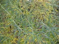 Salix eleagnos Scop subsp. Angustifolia (Cariot) Rech, Salguera, Sarga 4