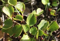 Salix herbacea Sauce enano