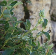Salix pyrenaica Gouan, Sauce del Pirineo 5