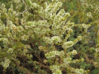 Salsola vermiculata L., Sisallo, Sosa blanca. 5