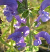 Salvia pratensis L., Salvia de prado.