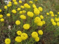Santolina chamaecyparissus L., Abrótano hembra, Yerba Piojera, Txitxarri-Belarra, Astakamamila 2