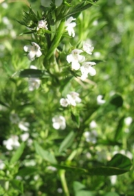 Satureja hortensis L., Ajedrea de jard�n, Ajedrea de huerta, Azitraia 2
