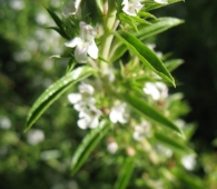Satureja hortensis L., Ajedrea de jardín, Ajedrea de huerta, Azitraia