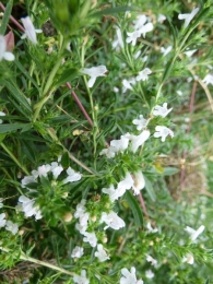 Satureja hortensis L., Ajedrea de jard�n.