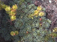 Saxifraga aretioides