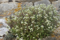 Saxifraga cuneata Willd. 3