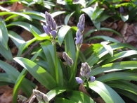 Scilla lilio-hyacinthus L., Escilla pirenaica