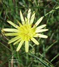 Scorzonera graminifolia  L.= S. angustifolia 2