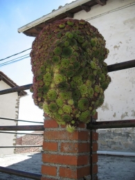 Sempervivum tectorum L. subsp. arvernense