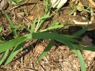 Setaria viridis (L.) P.Beauv., Amor de hortelano