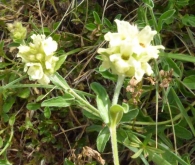 Sideritis hyssopifolia L., Té de montaña 2