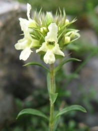 Sideritis hyssopifolia L., Té de montaña 5