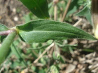 Silene latifolia 3