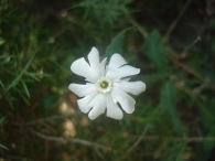 Silene latifolia 4