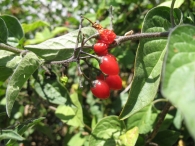 Solanum dulcamara L., Dulcamara, Uvas del diablo 4