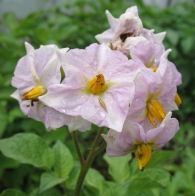 Solanum tuberosum L., Patata 7