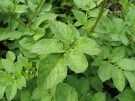 Solanum tuberosum L., Patata 6