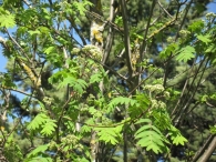 Sorbus aucuparia L., Serbal De Cazadores, Serbal Silvestre, Atso-Lizarra, Osta-Lizarra 5