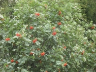 Sorbus aucuparia L., Serbal De Cazadores, Serbal Silvestre, Atso-Lizarra, Osta-Lizarra 4
