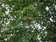 Sorbus torminalis (L.) Crantz., Sorbo silvestre, Peral de monte, Mazpil 4