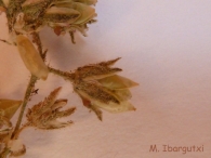 Detalle de las c�psulas de Spergularia marina (L.) Griseb. [Spergularia salina (Pers.) J. & C. Presl]