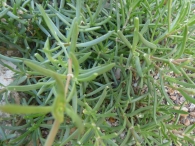 Spergularia marina (L.) Griseb. Spergularia salina 2