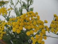 Tanacetum vulgare L., Chrysanthemum vulgare, Tanaceto, Hierba lombriguera, Atanasia, Anzarr-belarra 5