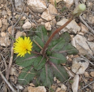 Taraxacum obovatum (Willd.) DC. 2