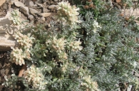 Teucrium polium L. subsp. capitatum (L.) Arcang. Zamarrilla.