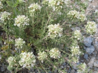 Teucrium polium L. subsp. capitatum (L.) Arcang. Zamarrilla 6