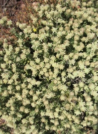 Teucrium polium L. subsp. capitatum (L.) Arcang. Zamarrilla 3
