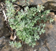 Teucrium rotundifolium Schreb., Teucrio