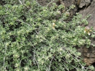 Teucrium rotundifolium Schreb., Teucrio 3